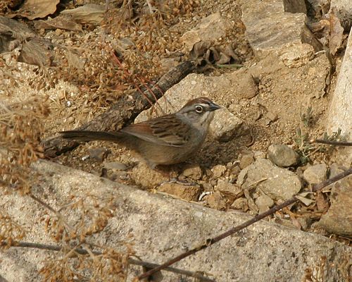 Oaxaca sparrow